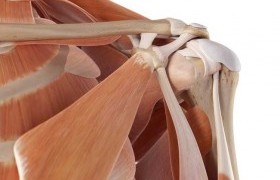 The SHOULDER: Anatomy & Kinesiology